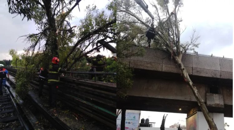 Cae árbol sobre vías del Metro Línea 4 por fuertes lluvias y suspenden servicio