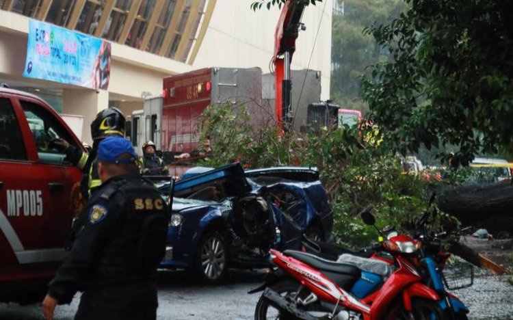 Árbol aplasta automóvil y mata a mujer en la Nápoles, CDMX