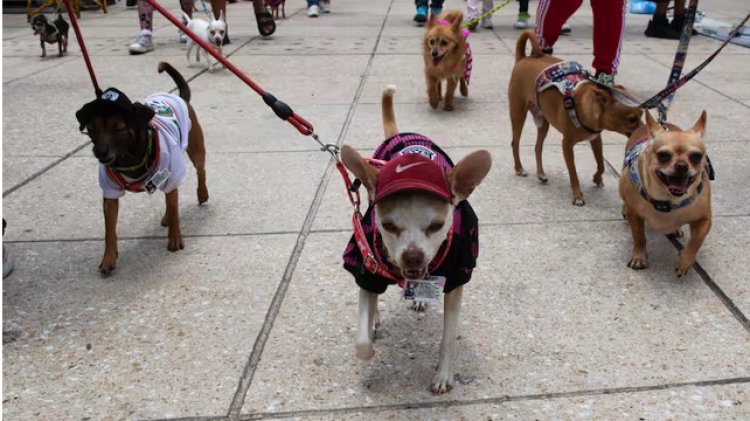 Por qué se conmemora el Día del Perro en México y cuándo es