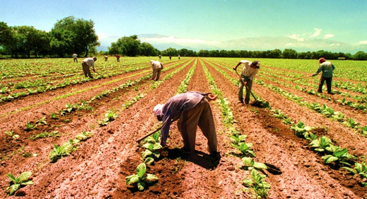 Sin cooperativas agricultores de Chihuahua sufren por caída de precios en cosechas