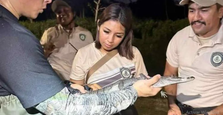 Un cocodrilo fue encontrado en Parque Ecológico de Mérida