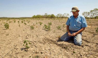 Indígenas Tarahumaras sin maíz: producción para autoconsumo cae un 80 por ciento