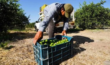 Limón michoacano, podría incrementar de precio ante presuntas extorsiones