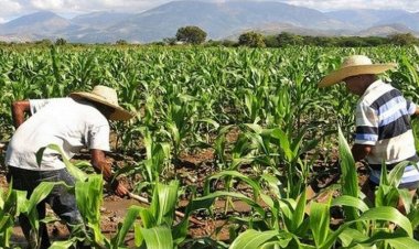 Agricultores de Durango recurren a la siembra de avena ante la inacción gubernamental