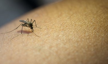 Aumentan casos de dengue en Tamaulipas