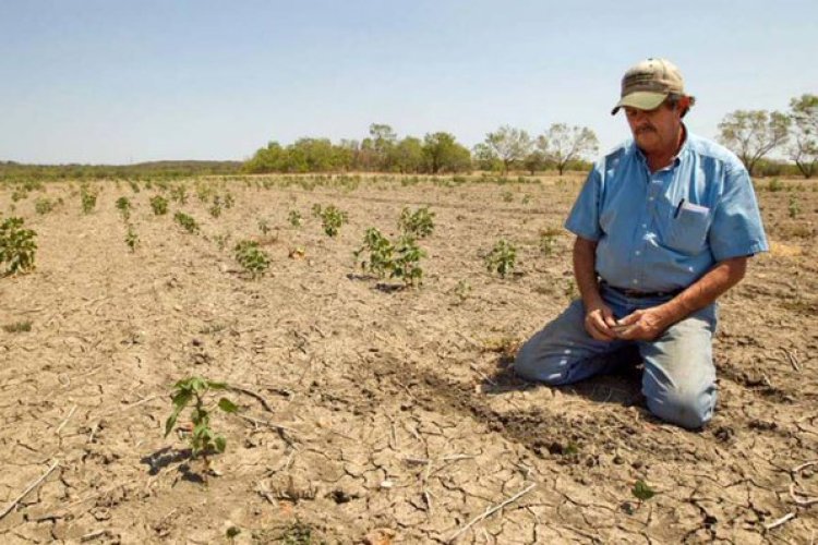 Indígenas Tarahumaras sin maíz: producción para autoconsumo cae un 80 por ciento