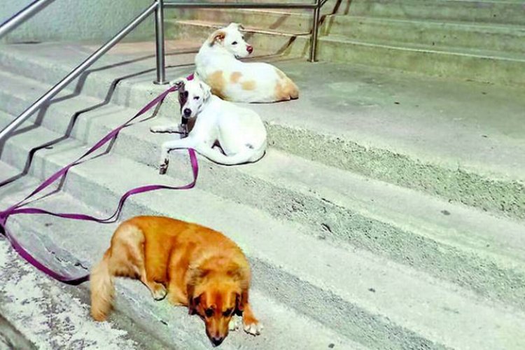 Matan a hombre que discutió por pelea de perros con otro sujeto en CDMX