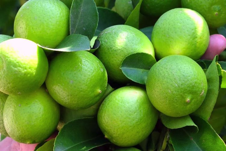 Limoneros acusan al gobernador de Michoacán de estar con la delincuencia