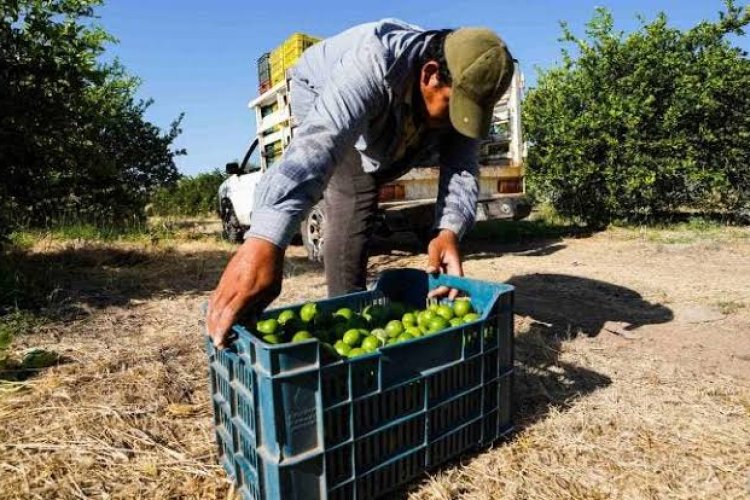 Limón michoacano, podría incrementar de precio ante presuntas extorsiones