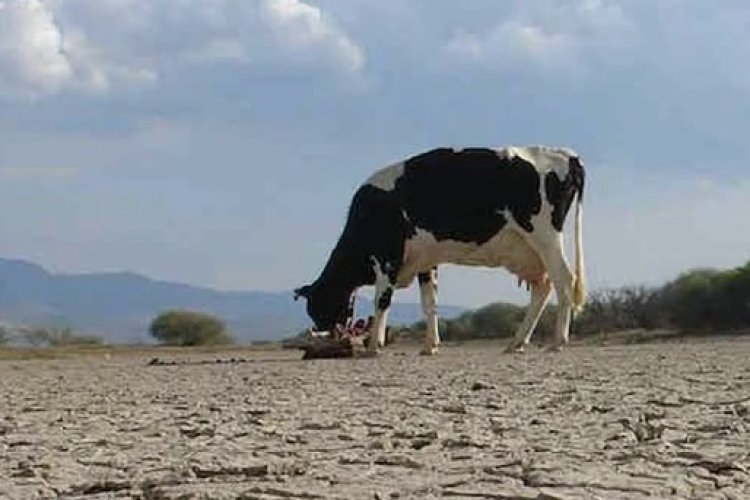 Escasez de lluvias en Chihuahua podría causar la pérdida de ganado