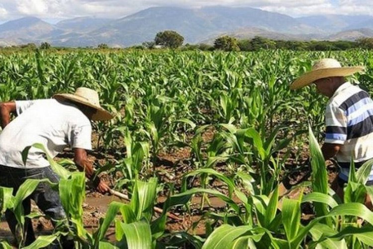 Agricultores de Durango recurren a la siembra de avena ante la inacción gubernamental