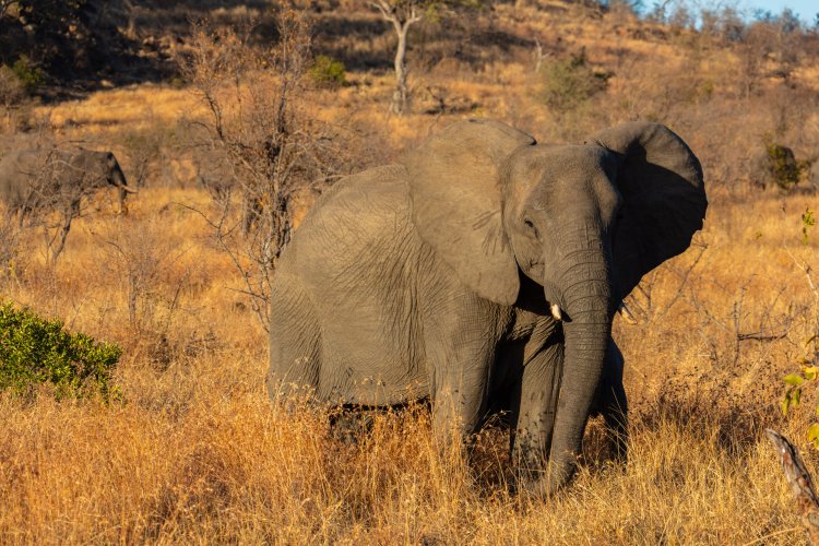 Sacrificarán a más de 80 elefantes para alimentar personas por hambruna en Namibia