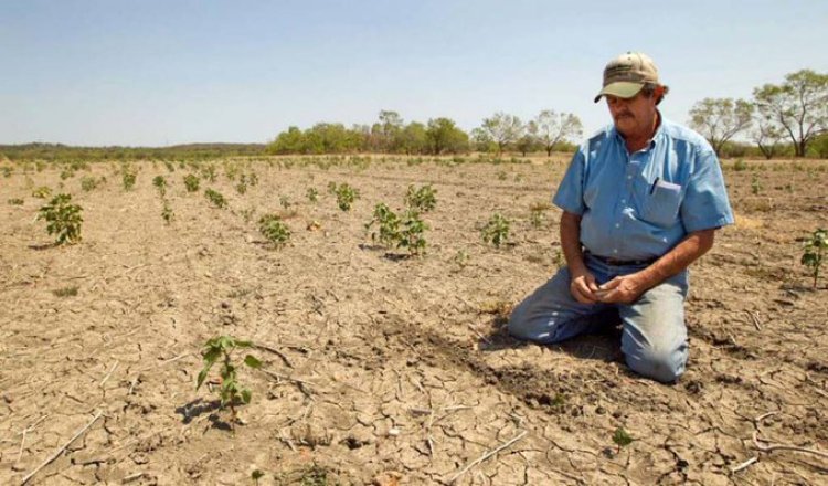 Indígenas Tarahumaras sin maíz: producción para autoconsumo cae un 80 por ciento