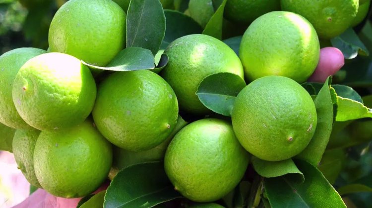 Limoneros acusan al gobernador de Michoacán de estar con la delincuencia