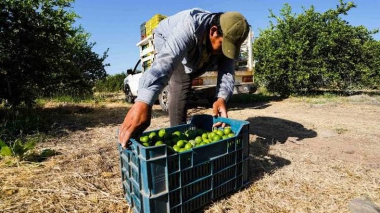 Limón michoacano, podría incrementar de precio ante presuntas extorsiones