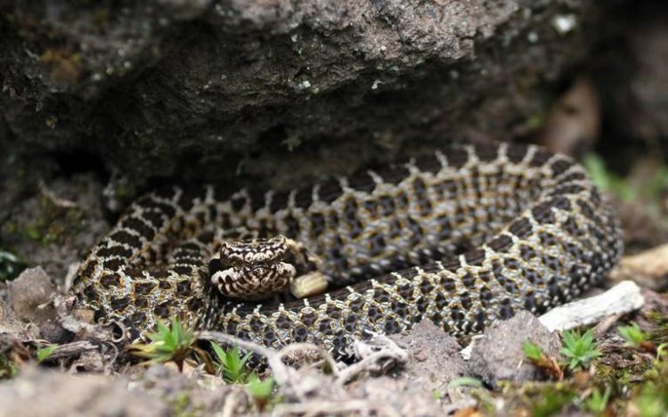 Edomex, entre los estados con más mordeduras de serpientes