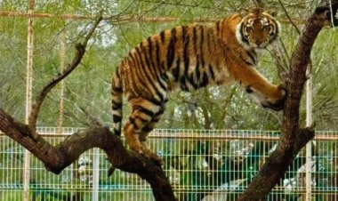 Se escapa tigre en zoológico de Tamaulipas; autoridades siguen buscándolo