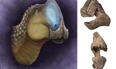 Descubren nueva especie de dinosaurio en el estado de Coahuila