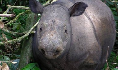 Encuentran en Indonesia cría de rinoceronte Java, especie en peligro de extinción