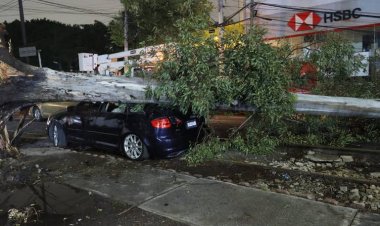 Lluvias y vientos ocasionan caídas de árboles y afectaciones al norte de la CDMX