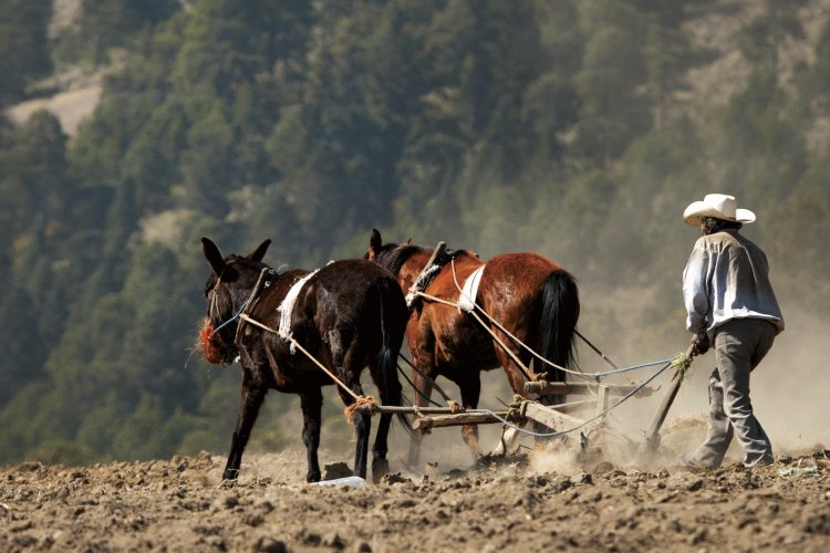 'Sembrando Vida', sin gran impacto en los campesinos más vulnerables de México