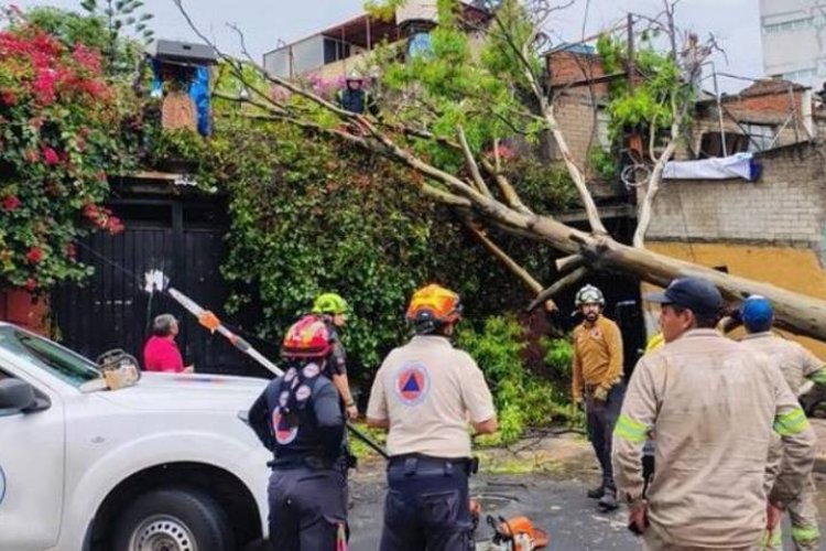 Lluvias en la CDMX ocasionan deslaves y caída de arboles