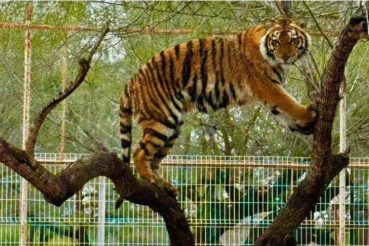 Se escapa tigre en zoológico de Tamaulipas; autoridades siguen buscándolo