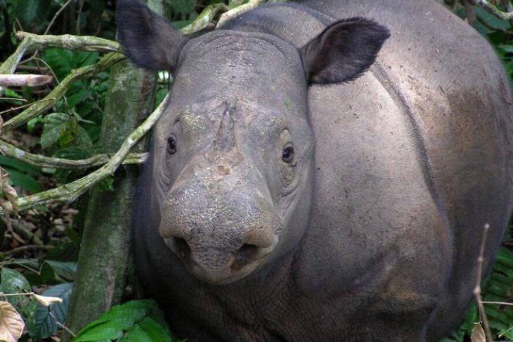 Encuentran en Indonesia cría de rinoceronte Java, especie en peligro de extinción