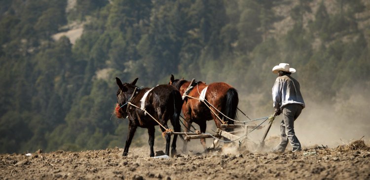 'Sembrando Vida', sin gran impacto en los campesinos más vulnerables de México