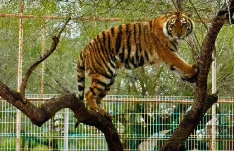 Se escapa tigre en zoológico de Tamaulipas; autoridades siguen buscándolo