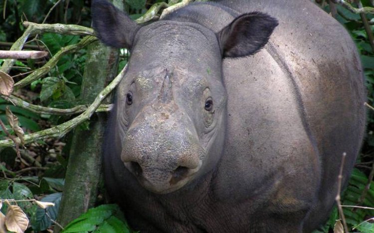 Encuentran en Indonesia cría de rinoceronte Java, especie en peligro de extinción