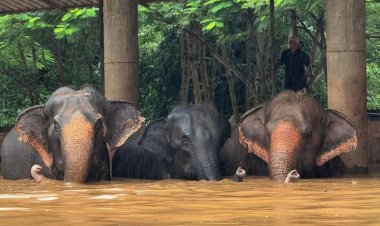 Elefantes son evacuados de un santuario en Tailandia tras fuertes inundaciones