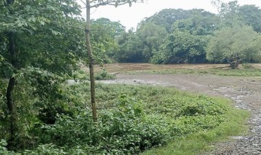 Se pierden más de 50 mil hectáreas de caña a causa de las lluvias en Hueyapan de Ocampo, Veracruz