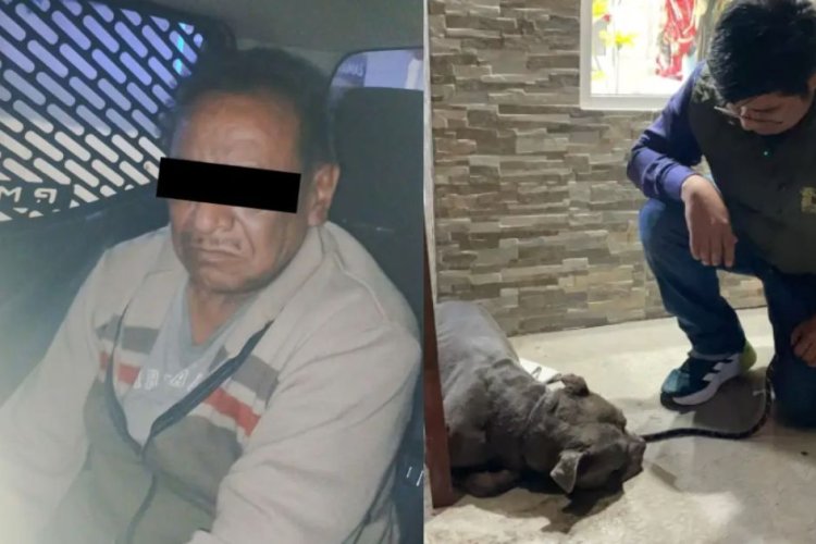 Detienen a sujeto que le sacó un ojo a perrito comunitario en Ecatepec