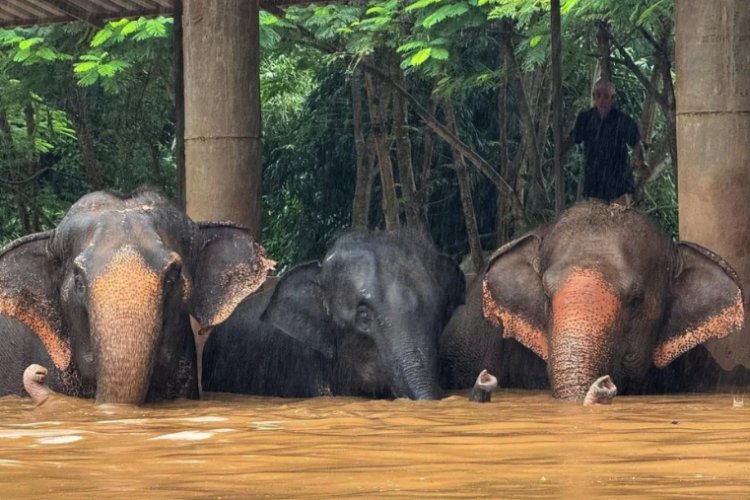 Elefantes son evacuados de un santuario en Tailandia tras fuertes inundaciones