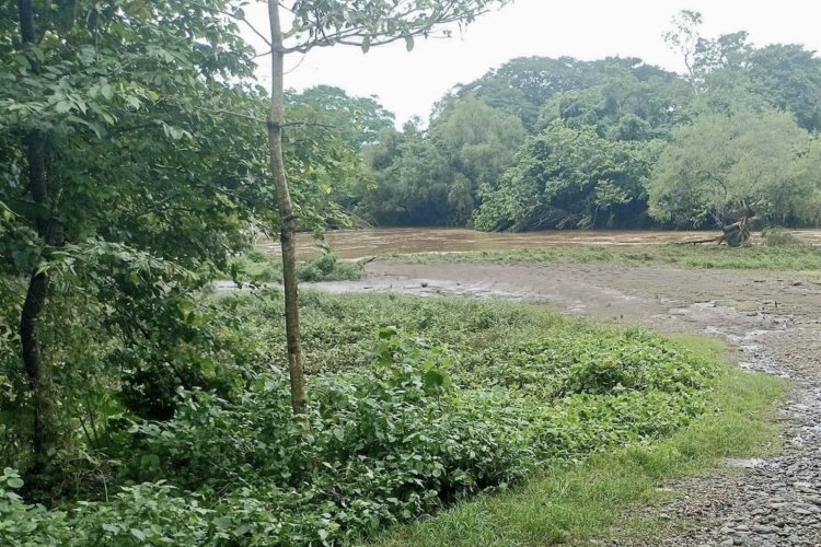 Se pierden más de 50 mil hectáreas de caña a causa de las lluvias en Hueyapan de Ocampo, Veracruz