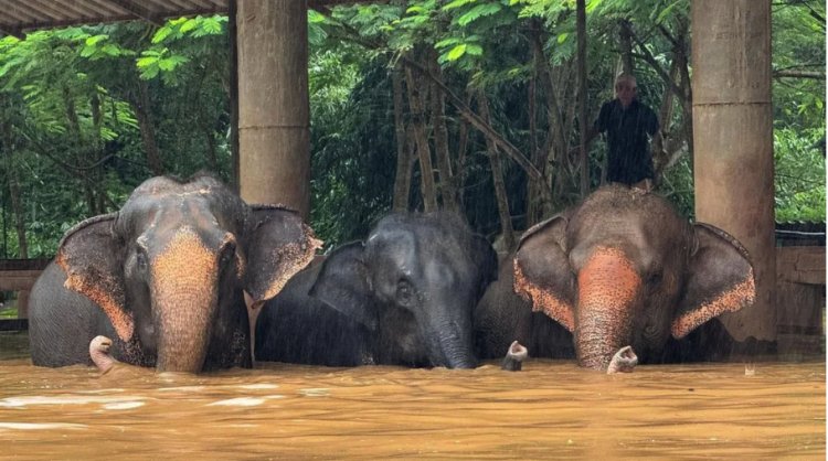 Elefantes son evacuados de un santuario en Tailandia tras fuertes inundaciones