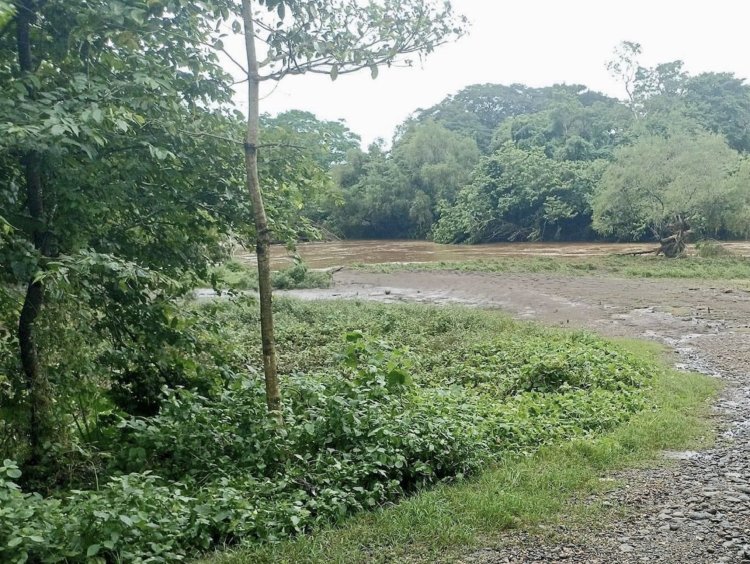 Se pierden más de 50 mil hectáreas de caña a causa de las lluvias en Hueyapan de Ocampo, Veracruz