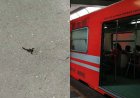 Usuaria es picada por alacrán en la Línea 2 del Metro de la CDMX