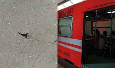 Usuaria es picada por alacrán en la Línea 2 del Metro de la CDMX