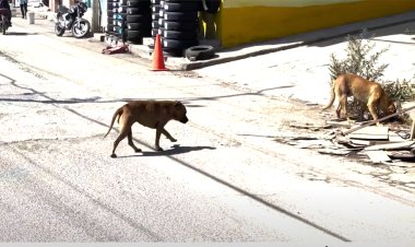 Video: Incrementan perros en situación de calle en Ixtapaluca, Edomex