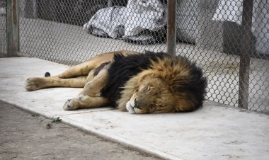 Rescatan 27 animales exóticos durante cateo en Ocoyoacac; detienen a 40 personas