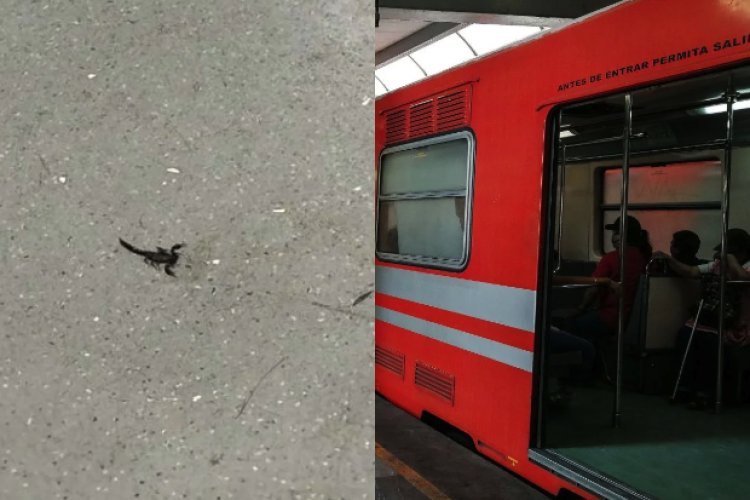 Usuaria es picada por alacrán en la Línea 2 del Metro de la CDMX