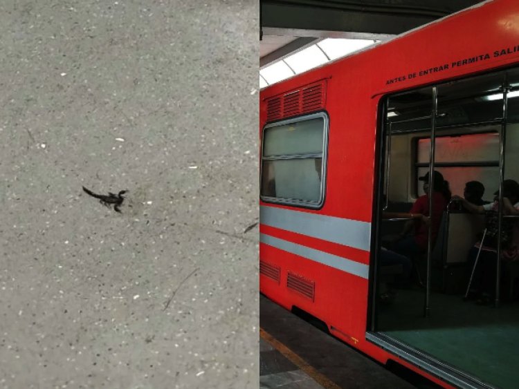 Usuaria es picada por alacrán en la Línea 2 del Metro de la CDMX