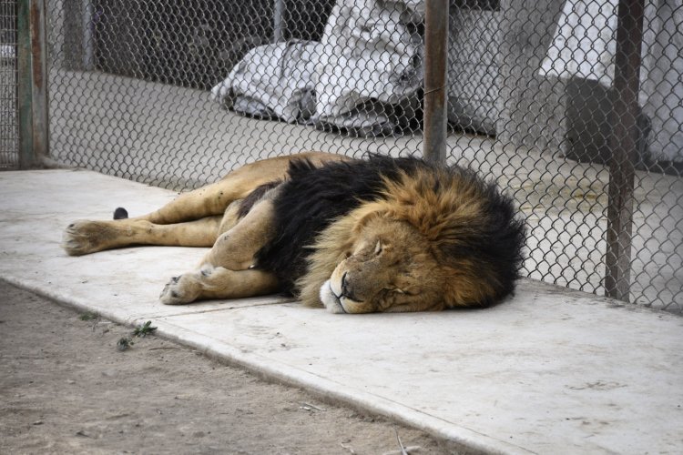 Rescatan 27 animales exóticos durante cateo en Ocoyoacac; detienen a 40 personas