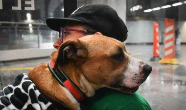 Podrán pagar infracciones de tránsito ayudando a perritos del Metro en la CDMX