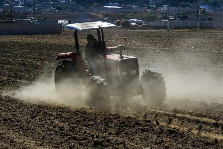 Retrasos administrativos de Segalmex afectan a más de mil productores en Durango