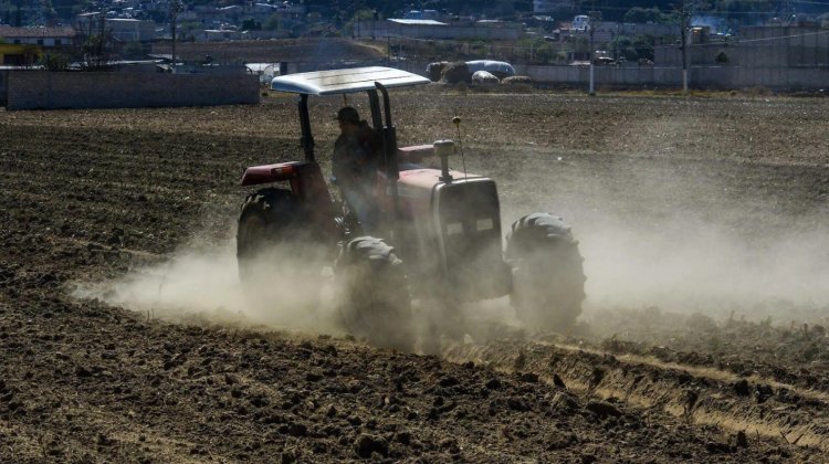 Retrasos administrativos de Segalmex afectan a más de mil productores en Durango