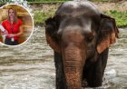 Elefante mata a turista española que vacacionaba en parque de Tailandia