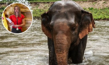 Elefante mata a turista española que vacacionaba en parque de Tailandia